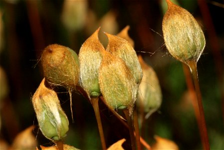 Polytrichum commune