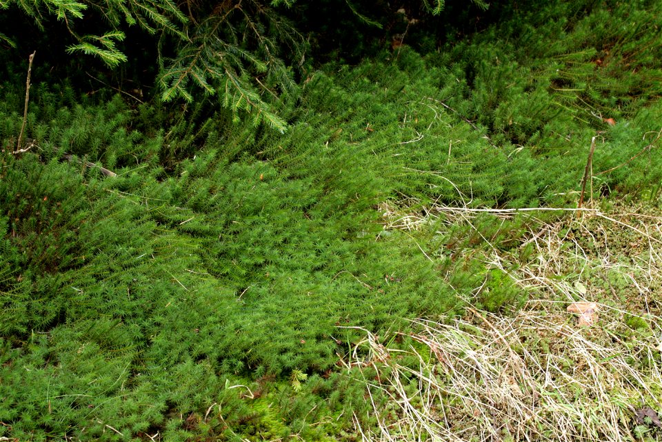 Polytrichum commune