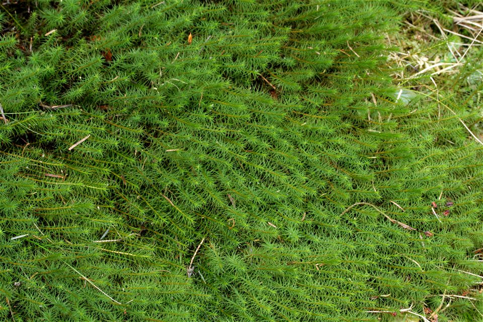 Polytrichum commune