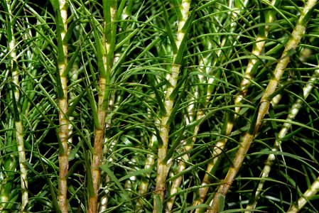 Polytrichum commune