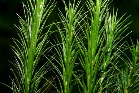 Polytrichum commune