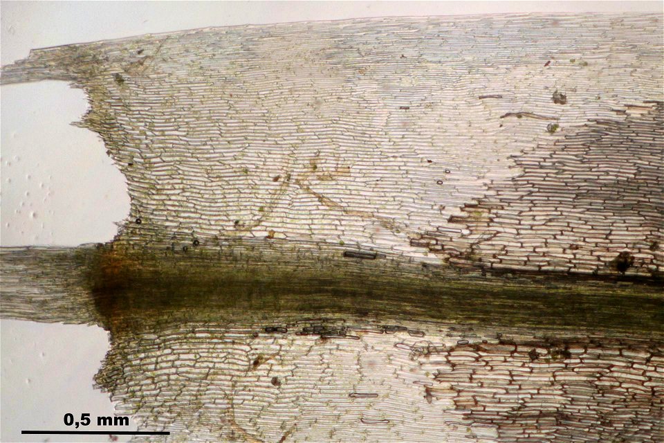 Polytrichum commune