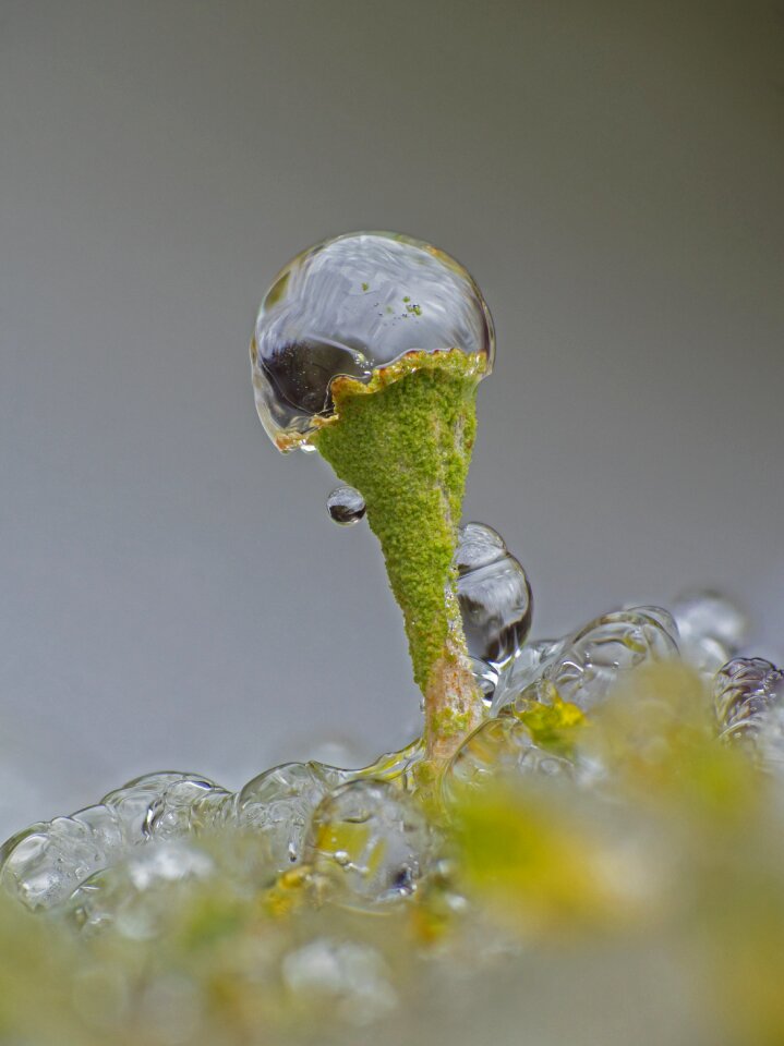 Lichen frozen icy