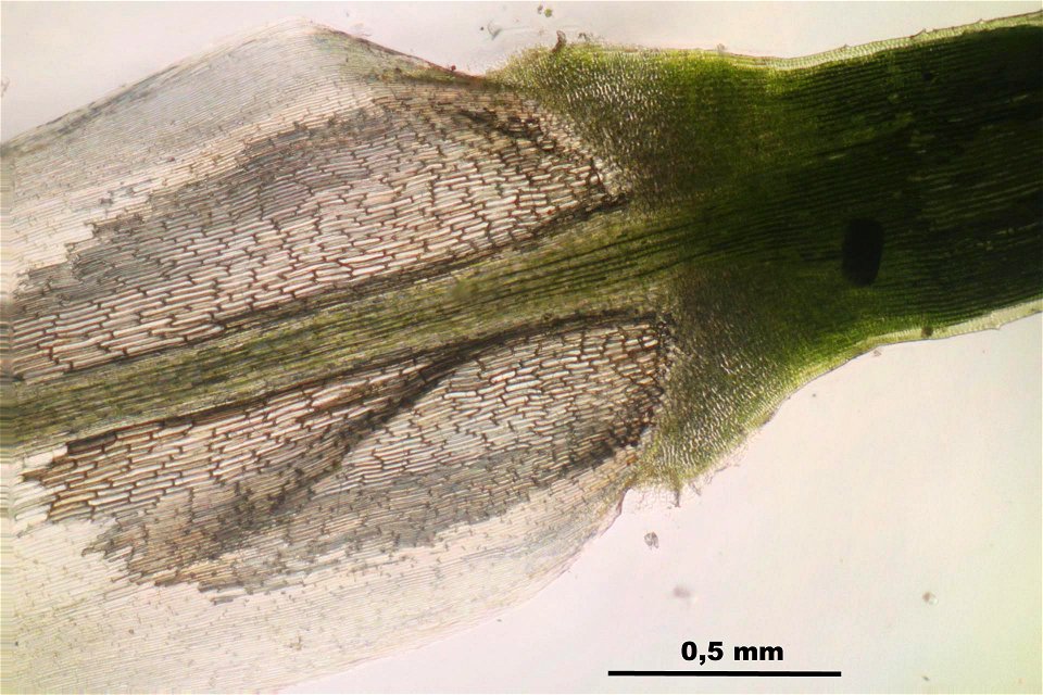 Polytrichum commune