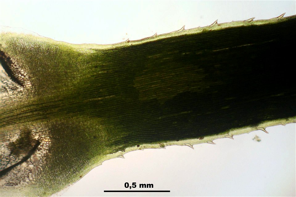 Polytrichum commune