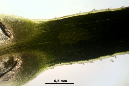 Polytrichum commune