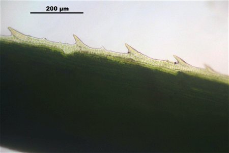 Polytrichum commune