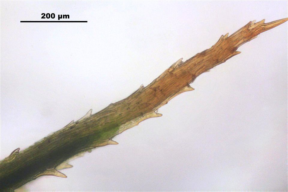 Polytrichum commune