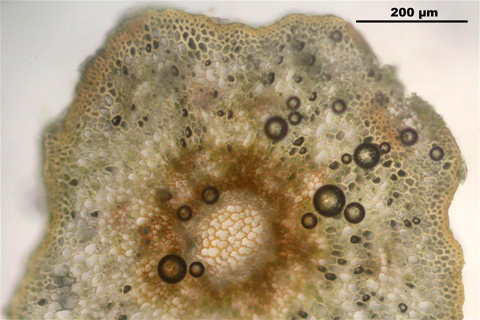 Polytrichum commune