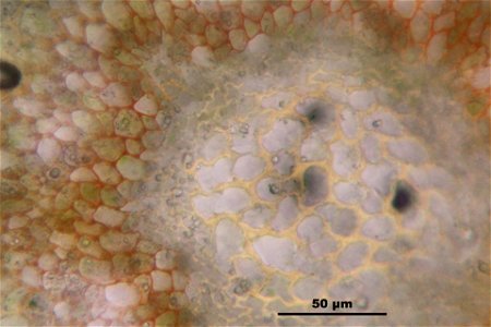Polytrichum commune