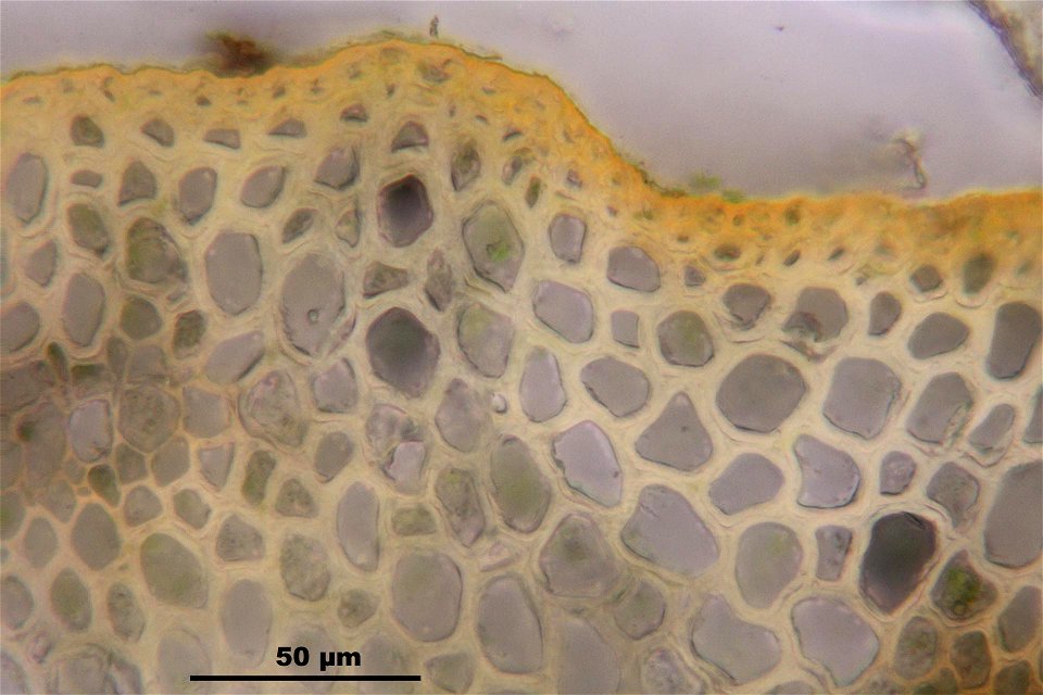 Polytrichum commune