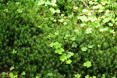 Polytrichum commune