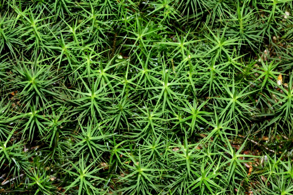 Polytrichum commune