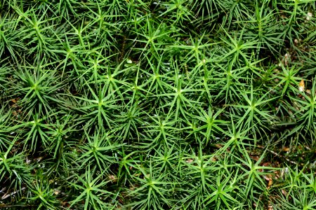 Polytrichum commune
