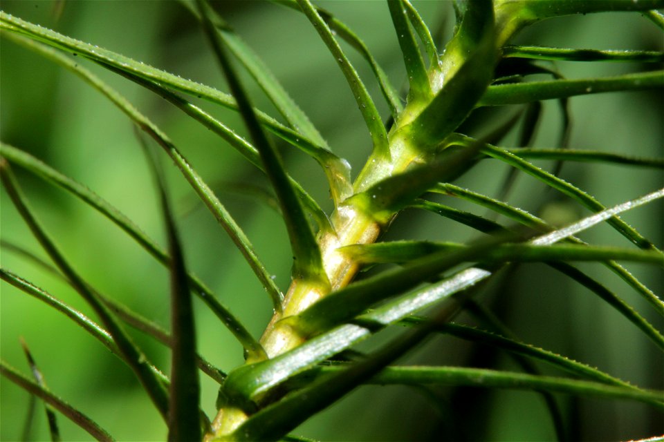 Polytrichum commune