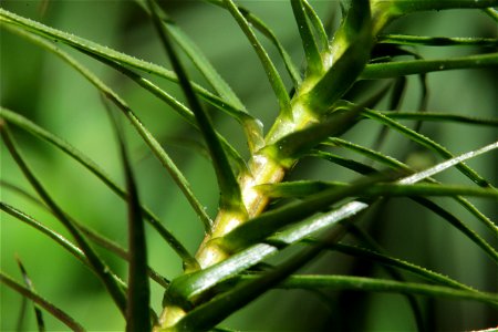 Polytrichum commune