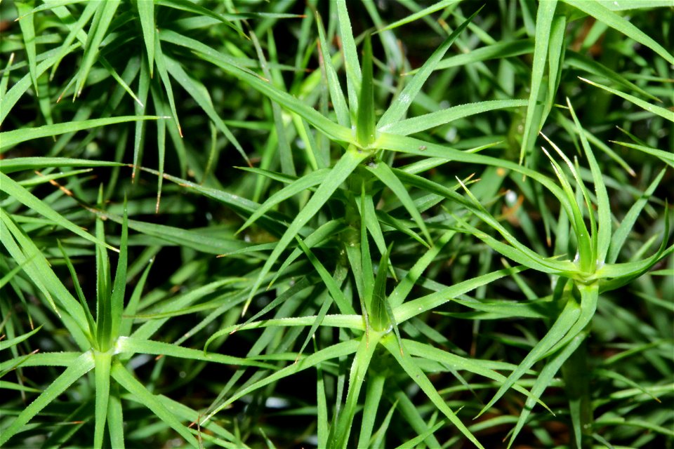 Polytrichum commune
