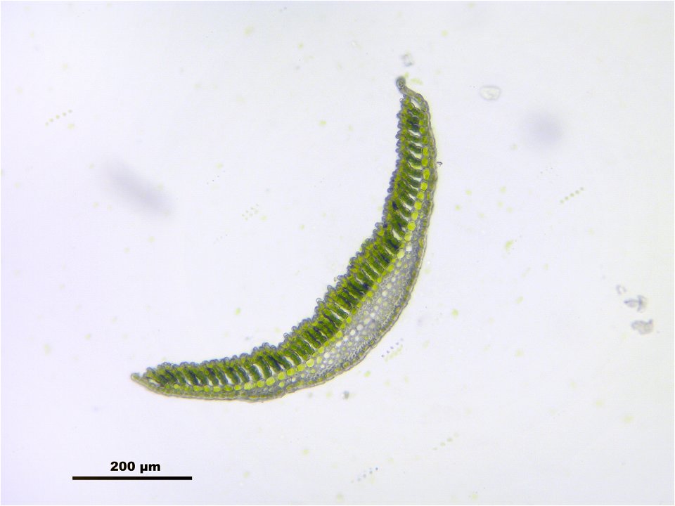 Polytrichum commune
