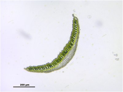 Polytrichum commune
