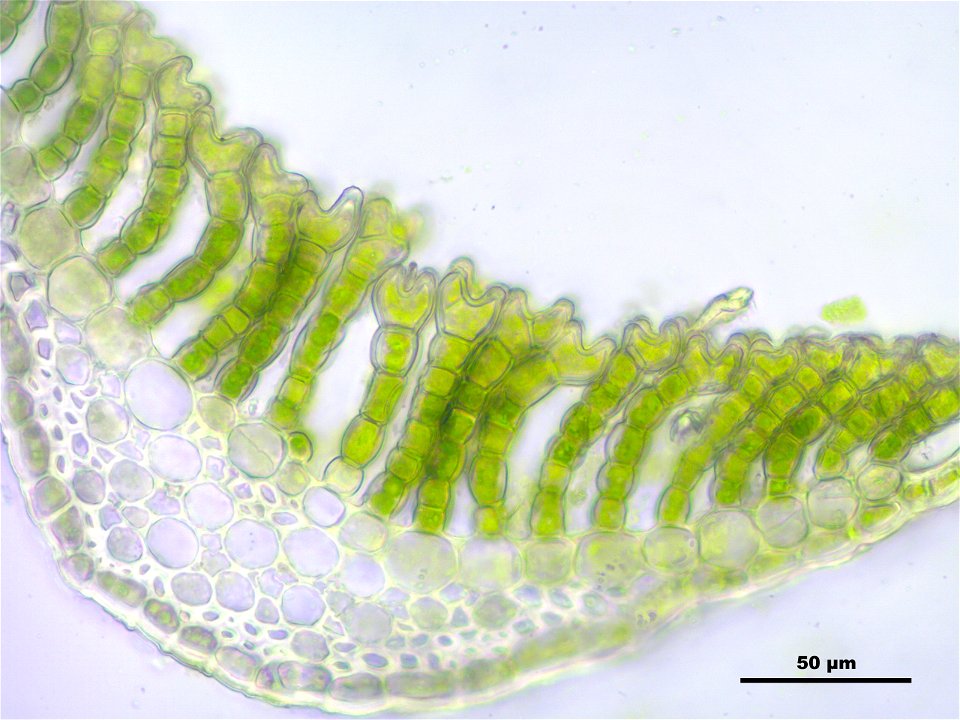 Polytrichum commune