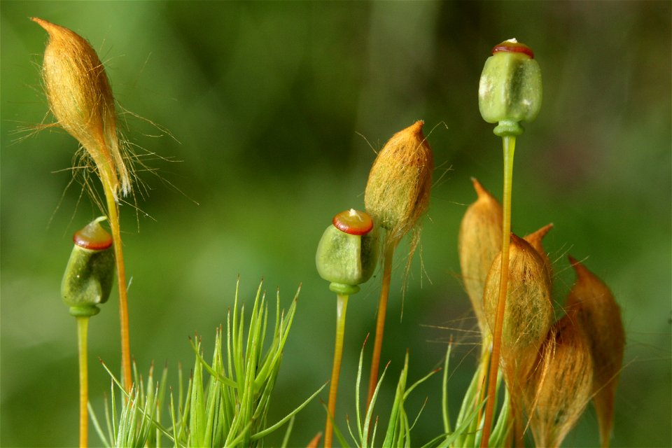 Polytrichum commune