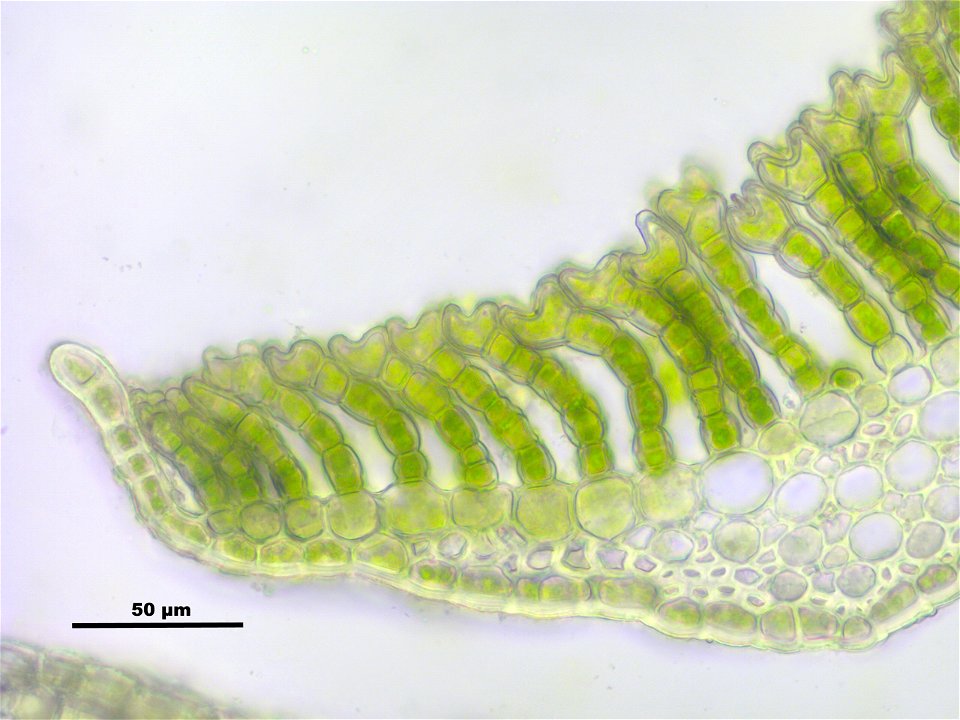 Polytrichum commune