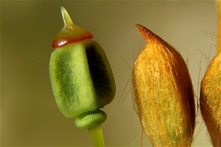 Polytrichum commune