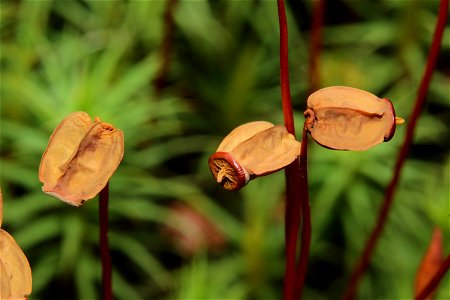 Polytrichum commune