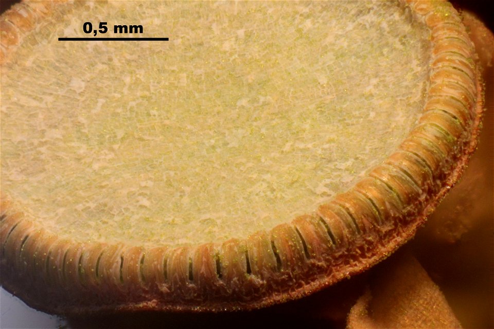 Polytrichum commune