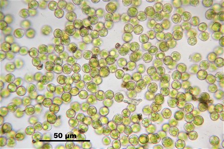 Polytrichum commune