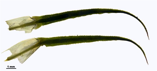 Polytrichum commune
