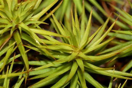 Polytrichum commune var perigoniale