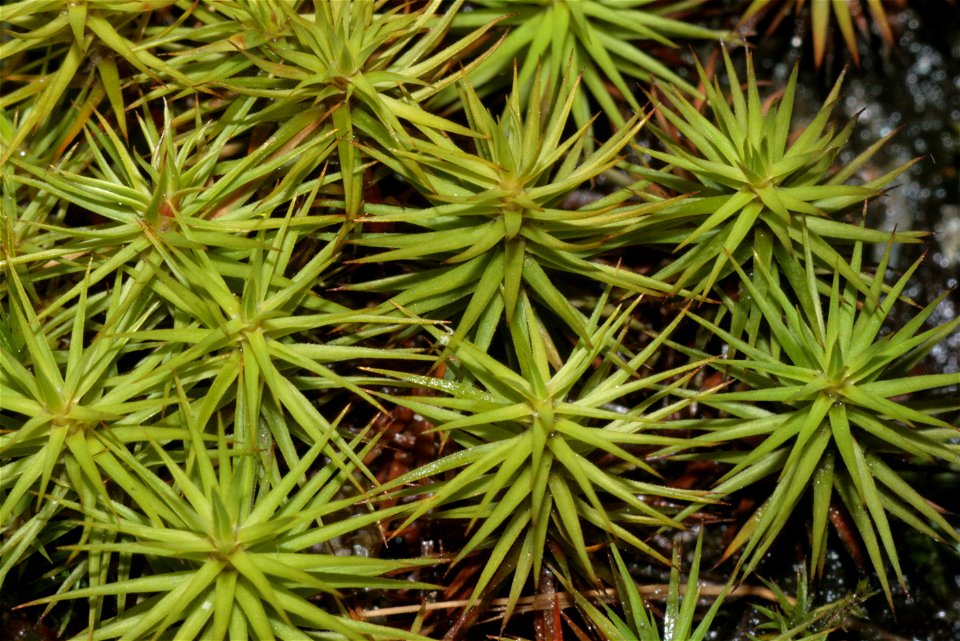 Polytrichum commune var perigoniale