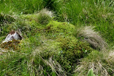Polytrichum commune var perigoniale