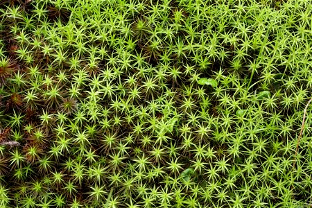 Polytrichum commune var perigoniale