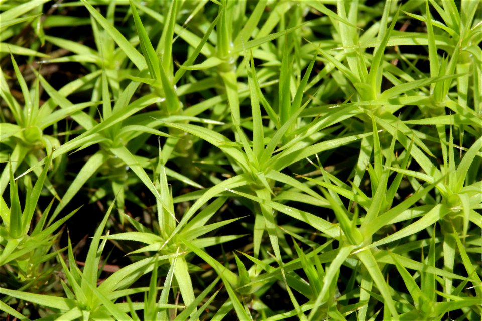 Polytrichum commune var perigoniale