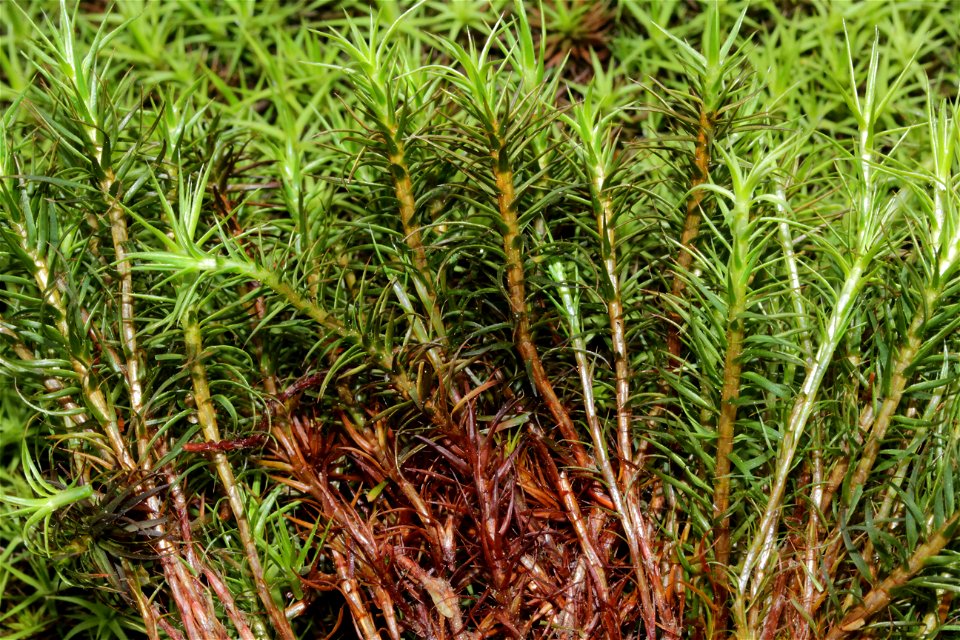 Polytrichum commune var perigoniale