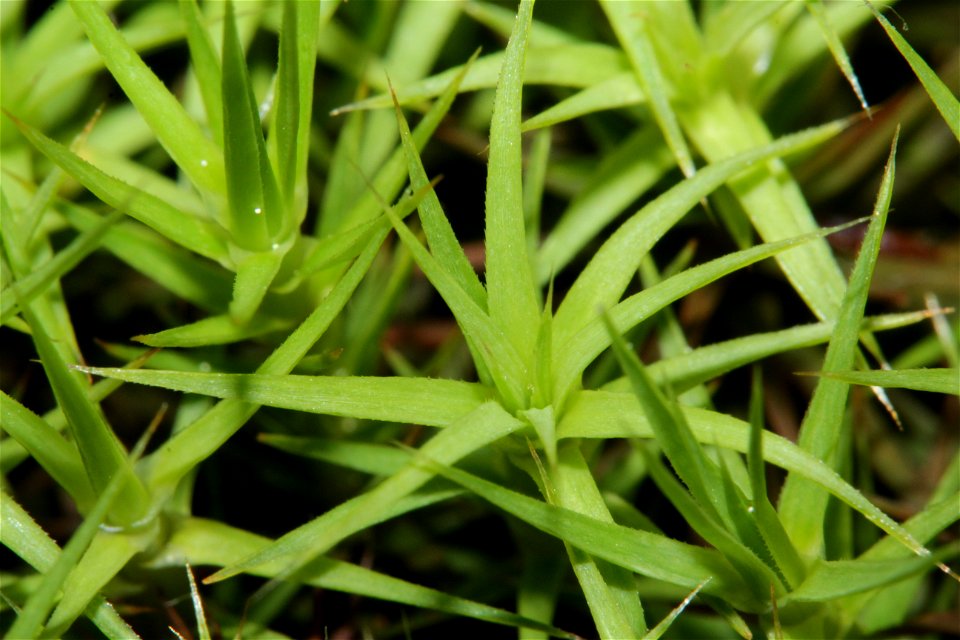 Polytrichum commune var perigoniale