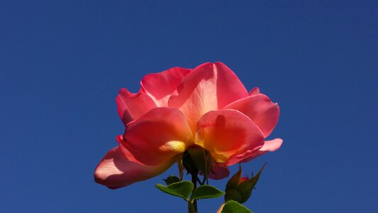 Bloom flower rose blooms