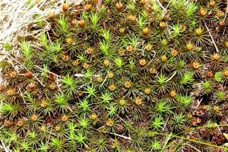 Polytrichum commune var perigoniale