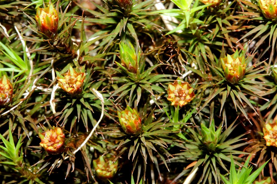 Polytrichum commune var perigoniale