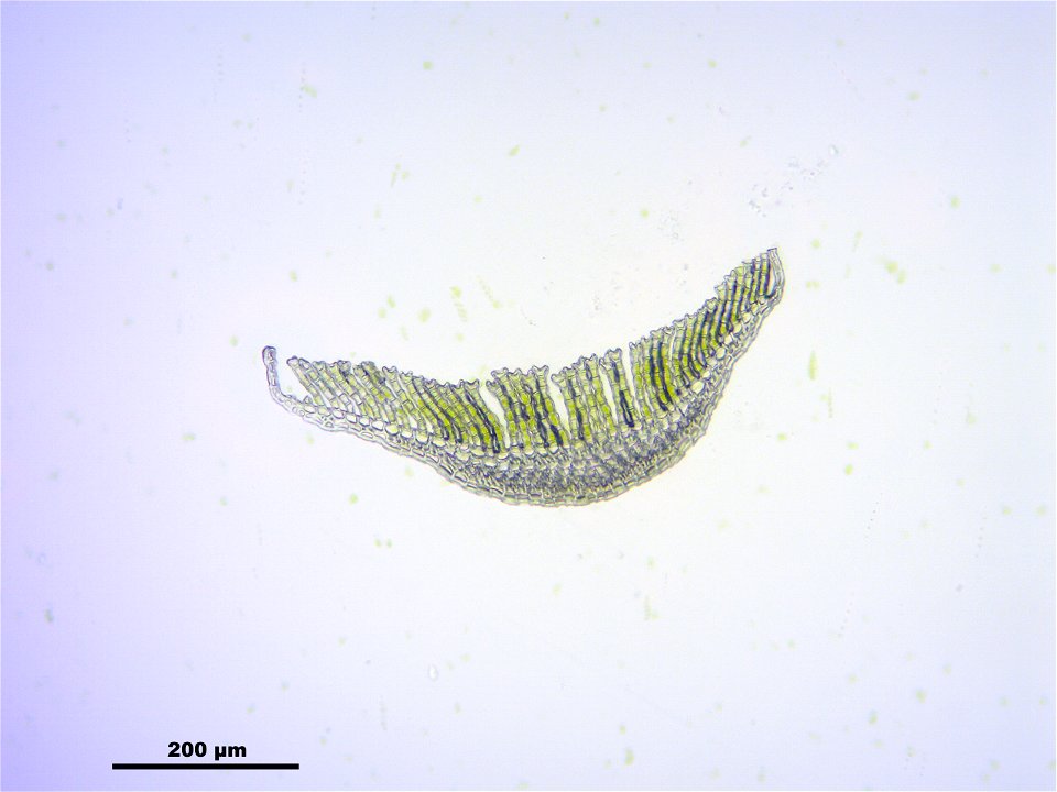 Polytrichum commune var perigoniale