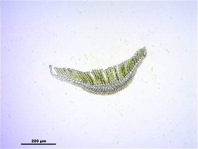 Polytrichum commune var perigoniale