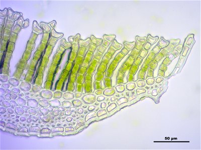 Polytrichum commune var perigoniale