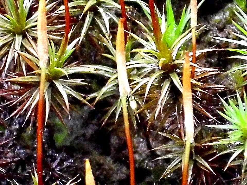 Polytrichum juniperinum Apothecium close up, Sierra Madrona, Spain