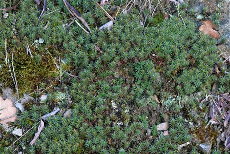 Polytrichum juniperinum