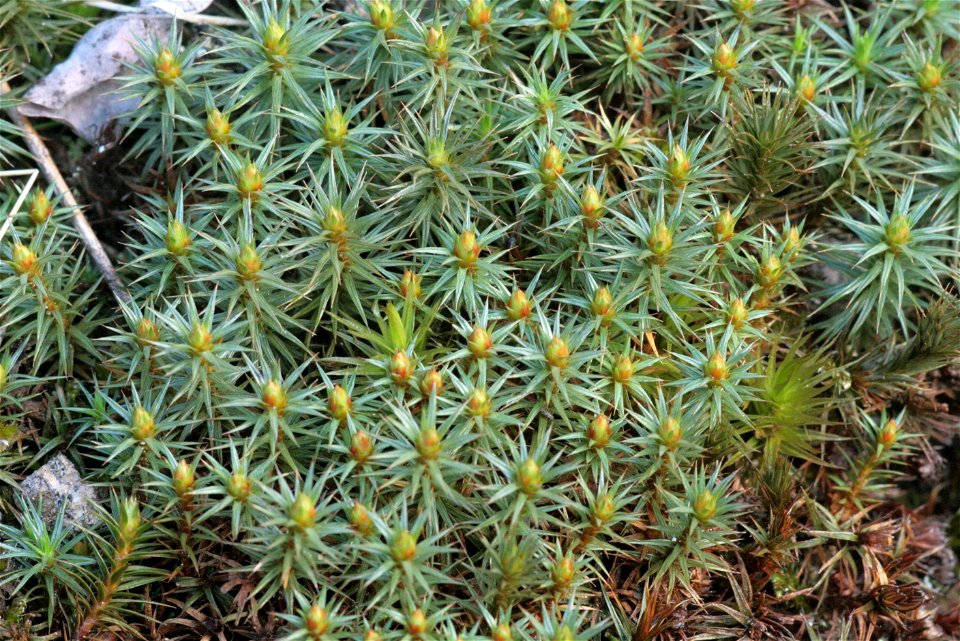 Polytrichum juniperinum