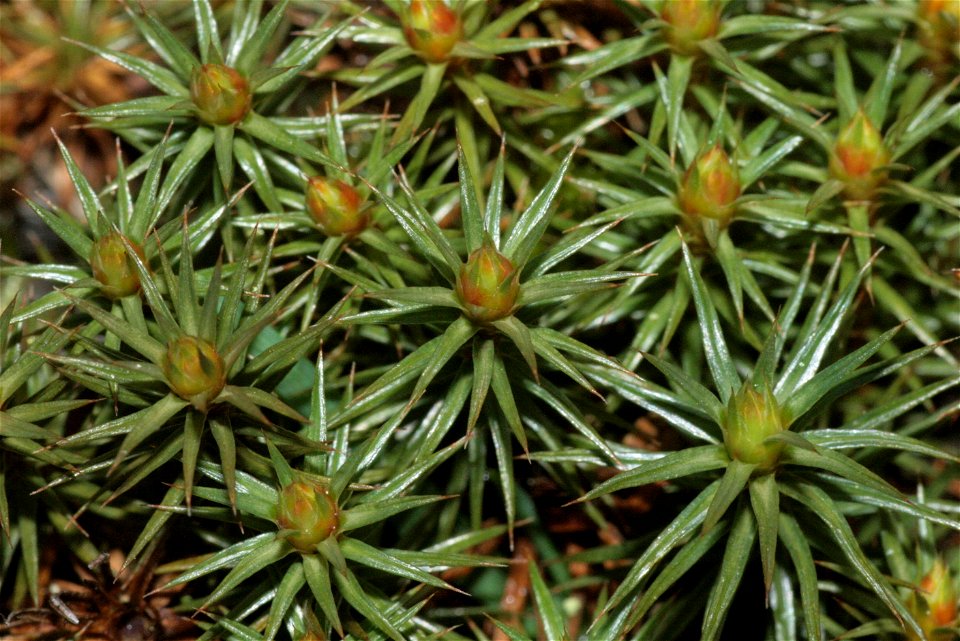 Polytrichum juniperinum