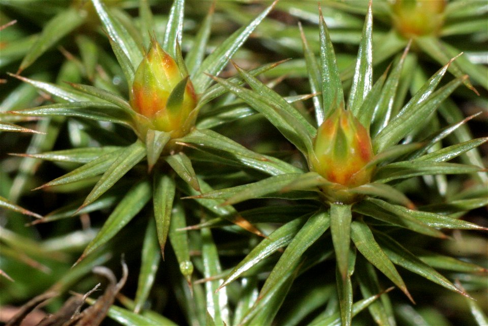 Polytrichum juniperinum