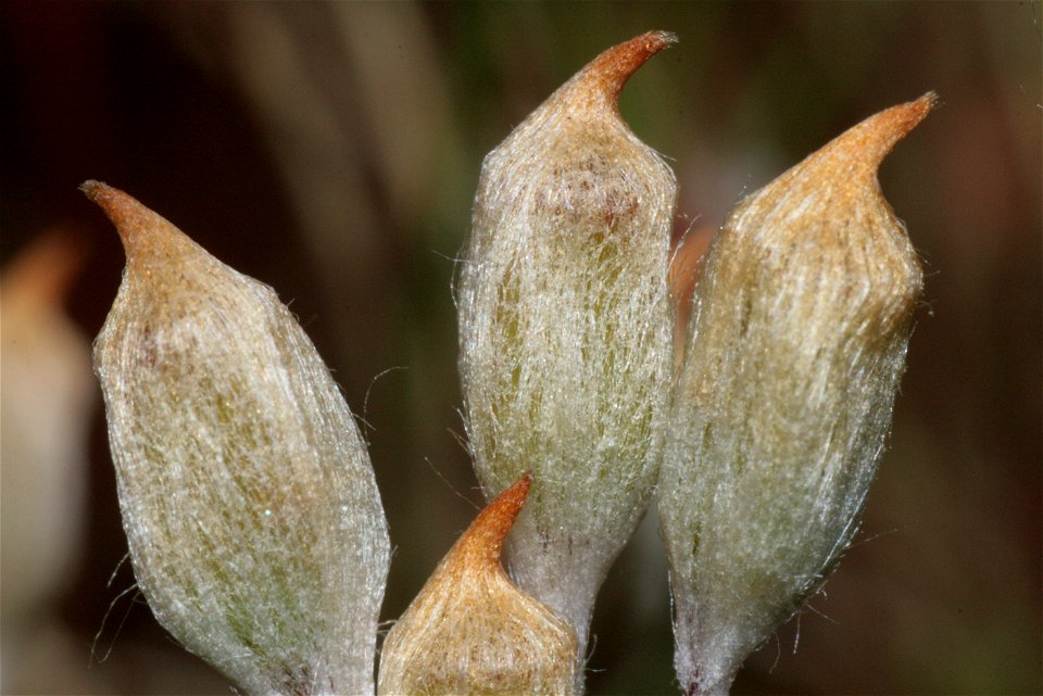 Polytrichum juniperinum